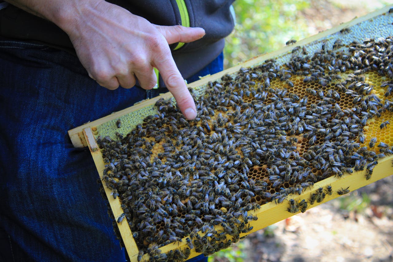 Mastering the First Impression: Your intriguing post title goes here Beekeeper inspects honeycomb covered with bees in natural light.