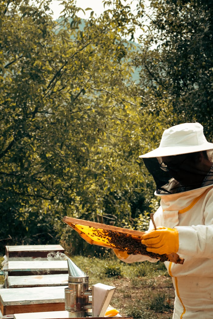 Crafting Captivating Headlines: Your awesome post title goes here A beekeeper in protective gear inspects a honeycomb frame in a sunlit outdoor apiary.