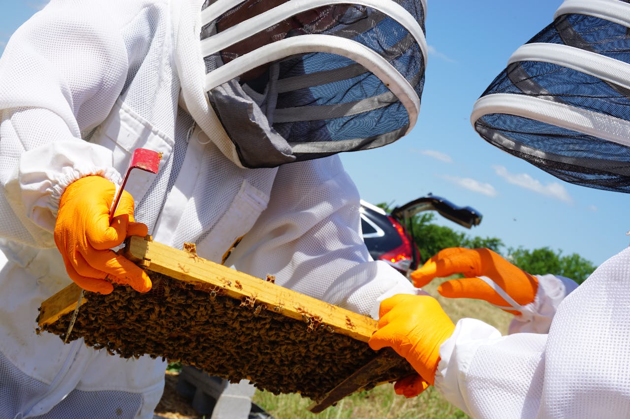 The Art of Drawing Readers In: Your attractive post title goes here Beekeepers in protective gear examining a honeycomb frame in bright daylight.