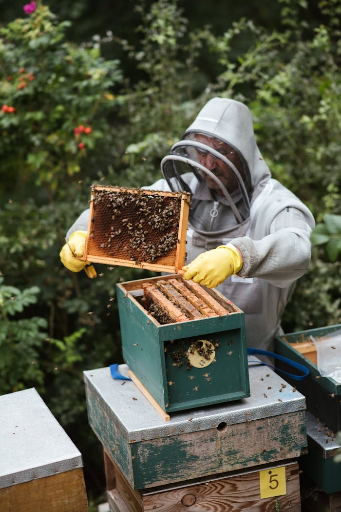 About Male beekeeper in protective helmet and gloves holding honeycomb while standing near beehive in countryside