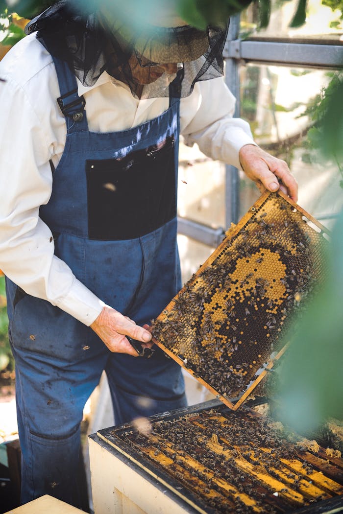 About A beekeeper in protective gear inspects a honeycomb frame in an outdoor hive.